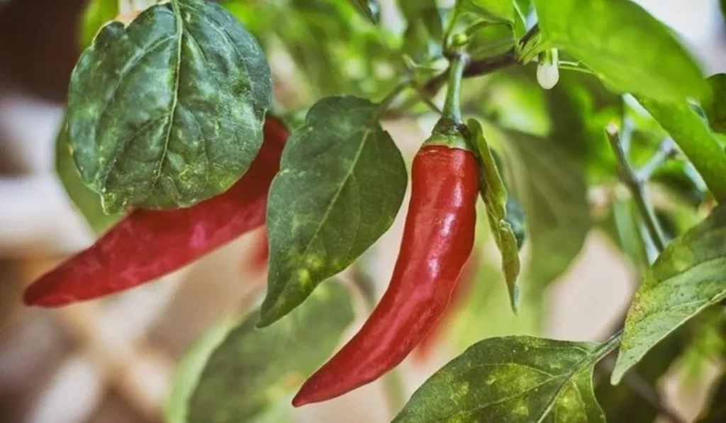 chili peppers